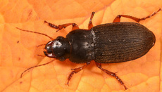 Behaarter Erdbeersamenlaufkäfer (2).jpg